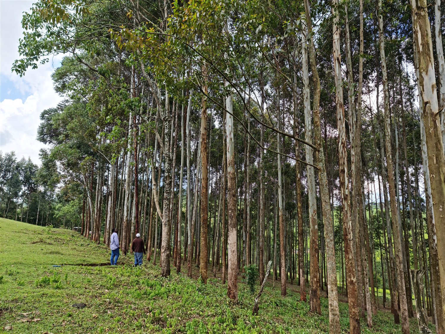 Managed tree-growing landscape in Kenya