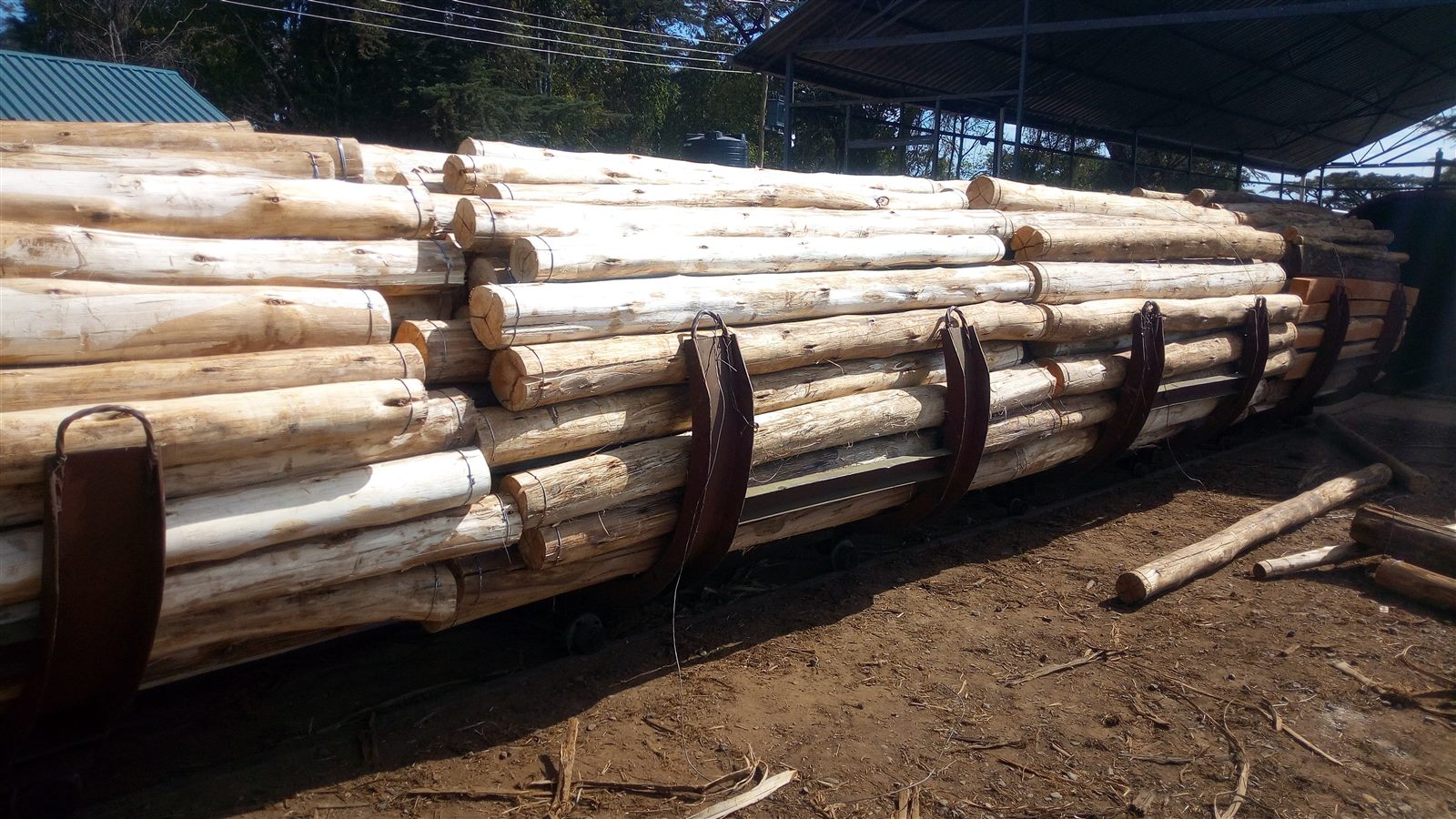 Large Brookewood wooden poles prepared for transport